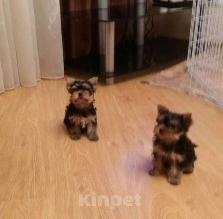 Собаки в Чапаевске: Щенки йорочки, 1 руб. - фото 2