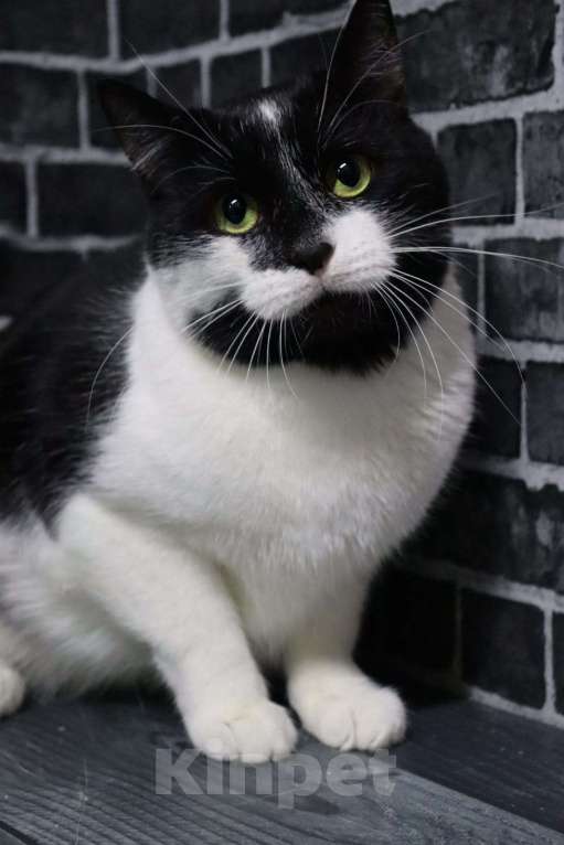 Кошки в Москве: Привет, я Том Мальчик, Бесплатно - фото 4