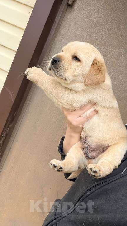 Собаки в Краснодаре: Щенки лабрадора с документами РКФ Мальчик, 50 000 руб. - фото 2