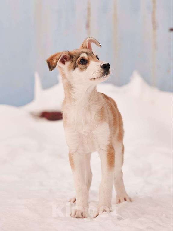 Собаки в других городах Московской области: Анри якутенок Мальчик, Бесплатно - фото 6