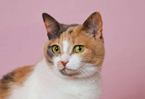 Очаровательная Манюня наведет уют в вашем доме