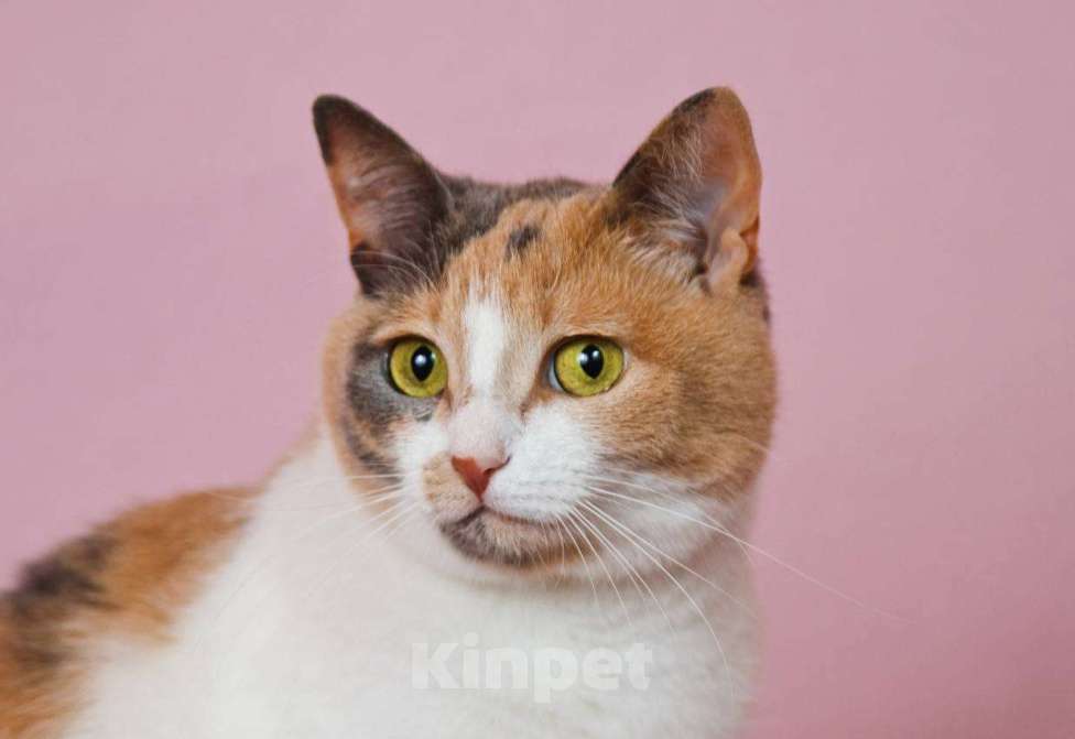 Кошки в Москве: Очаровательная Манюня наведет уют в вашем доме Девочка, Бесплатно - фото 1