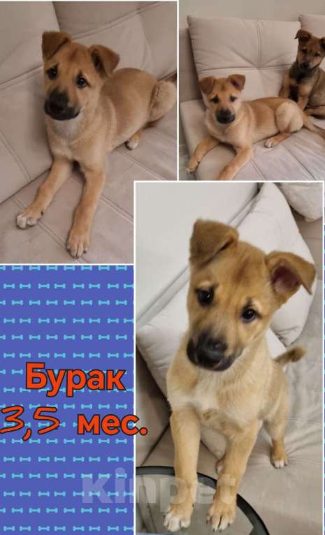 Собаки в Красногорске: Маленькие пушистые комочки счастья ищут свой дом! Разнополые, Бесплатно - фото 1