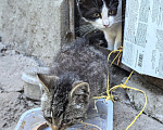 Кошки в Санкт-Петербурге: Котята нуждаются в помощи Разнополые, Бесплатно - фото 1