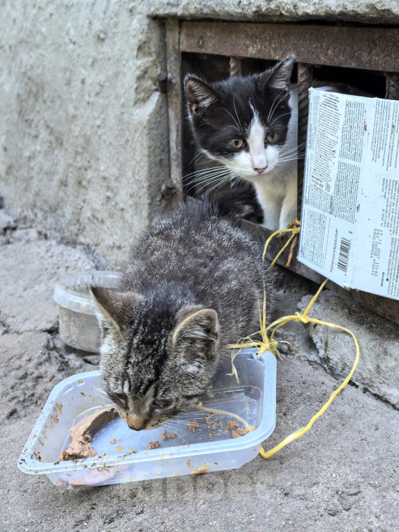 Кошки в Санкт-Петербурге: Котята нуждаются в помощи Разнополые, Бесплатно - фото 1