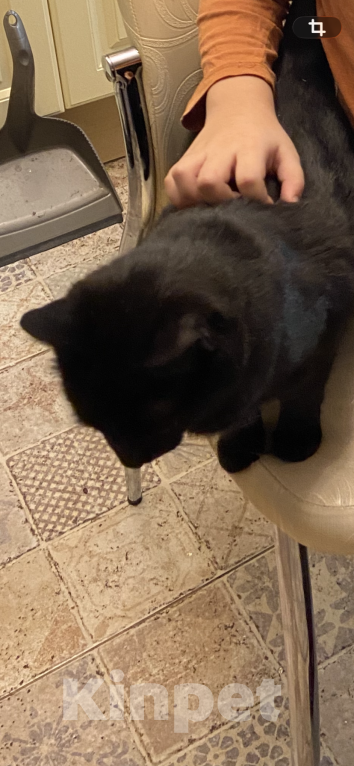 Кошки в Москве: Помогите, пожалуйста, найти кошку Тучку Девочка, Бесплатно - фото 6