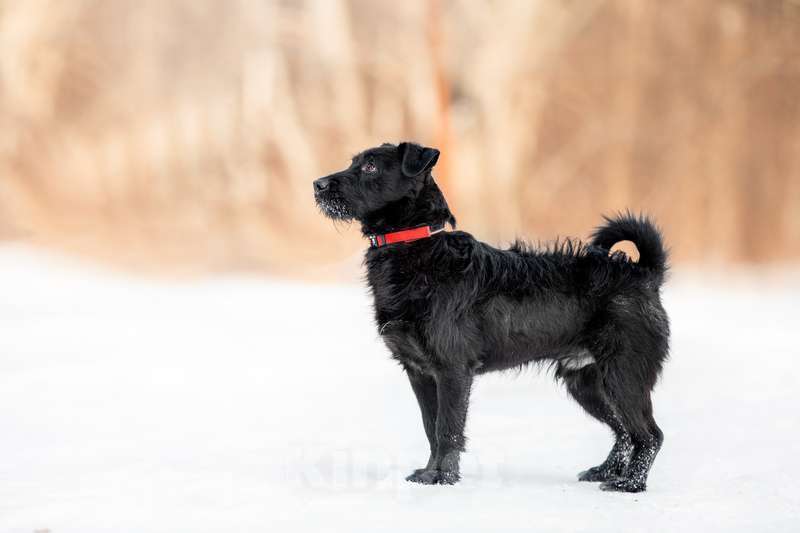 Собаки в Москве: Маленький коротколапый бородатик Элвис в добрые руки Мальчик, Бесплатно - фото 3