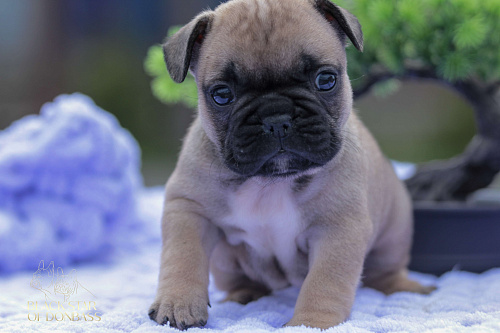 Щенки французского бульдога