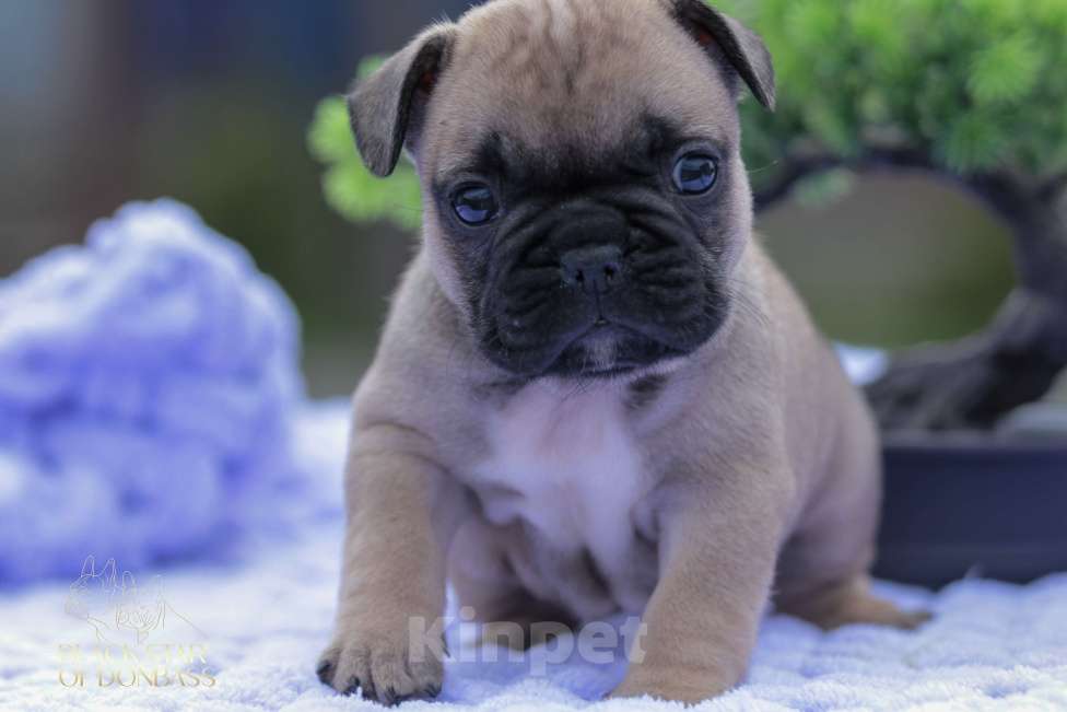 Собаки в Ртищево: Щенки французского бульдога Девочка, 100 000 руб. - фото 1
