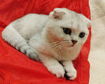 Кошки в Санкт-Петербурге: вислоухий Шотландский котенок Мальчик, 14 339 руб. - фото 1