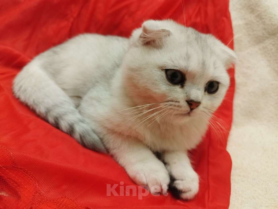 Кошки в Санкт-Петербурге: вислоухий Шотландский котенок Мальчик, 14 339 руб. - фото 1