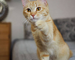 Кошки в Москве: Котенок Сола ищет дом Девочка, Бесплатно - фото 1
