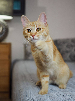 Котенок Сола ищет дом