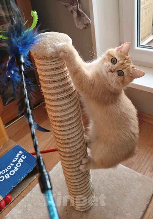 Кошки в Москве: Шотландская золотая шиншилла Девочка, 32 000 руб. - фото 1