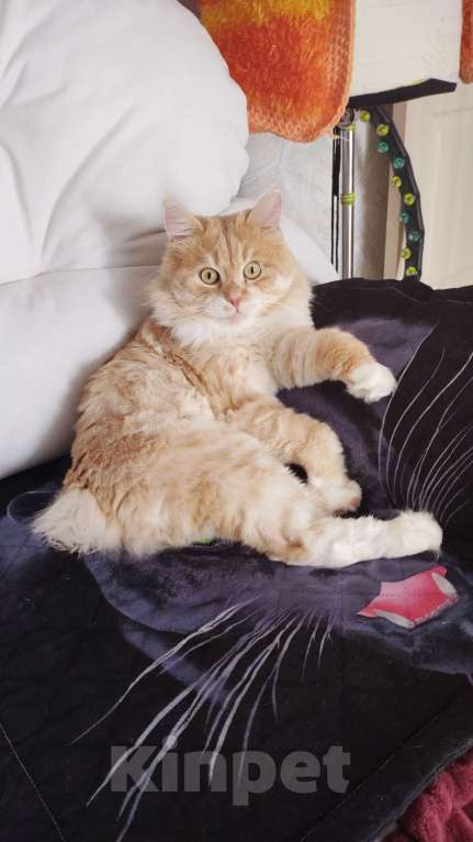 Кошки в Воронеже: Кот вязка Мальчик, 4 500 руб. - фото 5