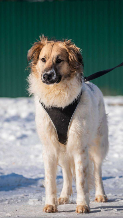 Собаки в Москве: Представьте, что вы промокли насквозь… и вам не суждено высохнуть уже полтора года. Девочка, Бесплатно - фото 3