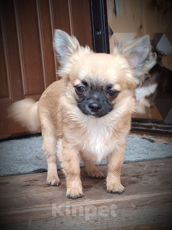 Собаки в других городах Калужской области: Нарядный дл.ш. мальчик чихуахуа Мальчик, 35 000 руб. - фото 3