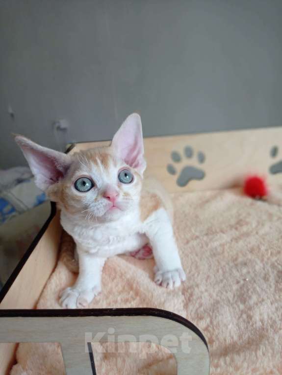 Кошки в Южном-Сахалинске: Девон рекс Мальчик, 100 000 руб. - фото 3