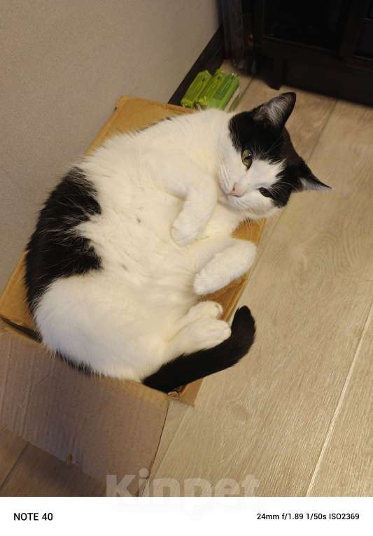 Кошки в Набережных Челнах: Ася Девочка, 5 000 руб. - фото 2