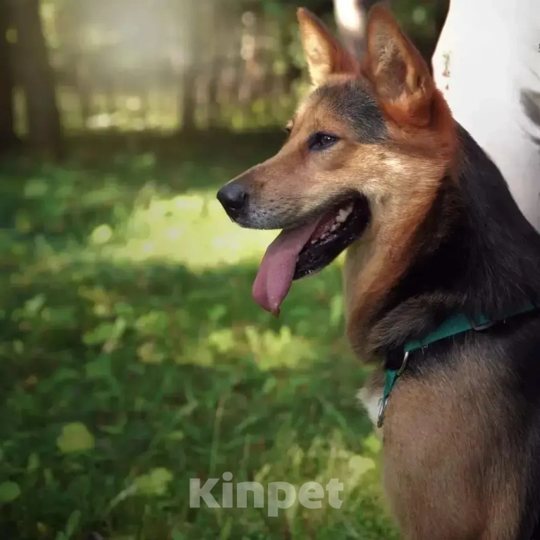 Собаки в Лобне: Лорд. Мальчик, Бесплатно - фото 2