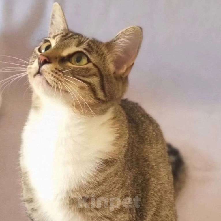 Кошки в Москве: Маленькая Стеша ищет семью Девочка, Бесплатно - фото 3