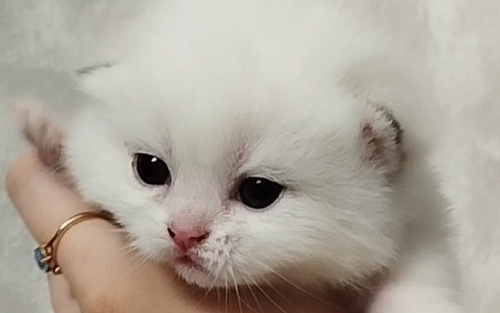 Золотая шиншилла