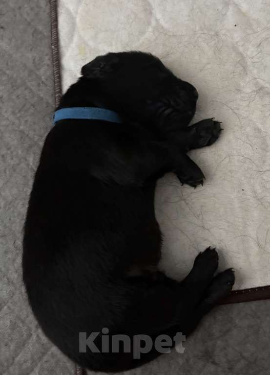 Собаки в Москве: Бронируем щенков прямошерстного ретривера флэт Мальчик, 75 000 руб. - фото 5