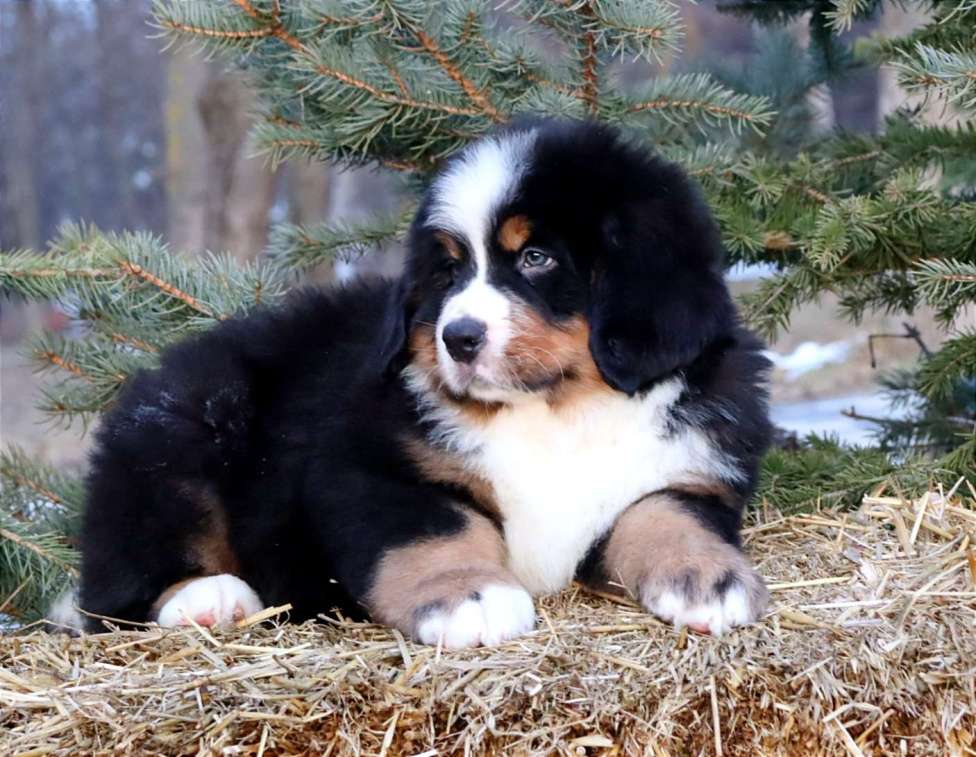 Собаки в Москве: Кибель Бернского зенненхунда Мальчик, Бесплатно - фото 10