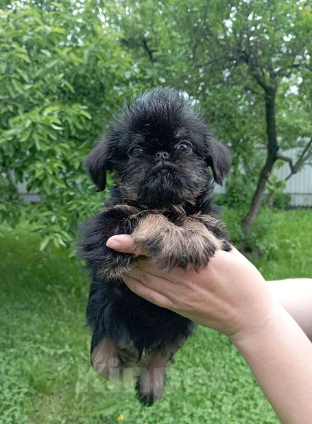 Собаки в Москве: ЩЕНКИ ГРИФФОНА И БРАБАНСОНА Мальчик, Бесплатно - фото 1