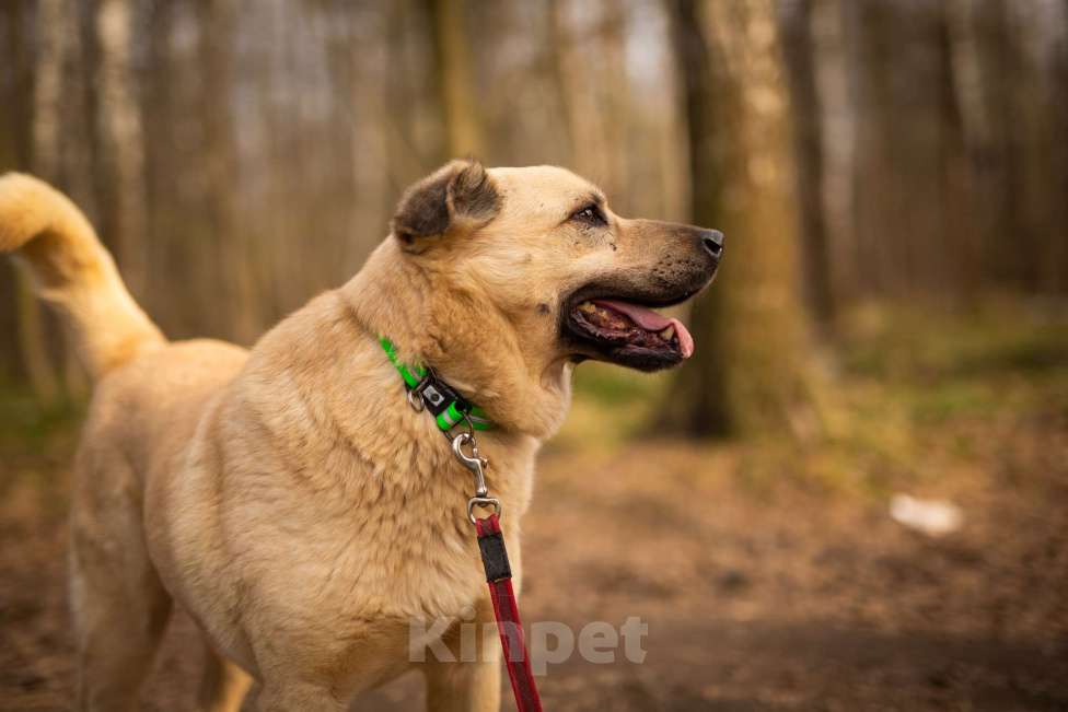 Собаки в Москве: Дакар Мальчик, Бесплатно - фото 6