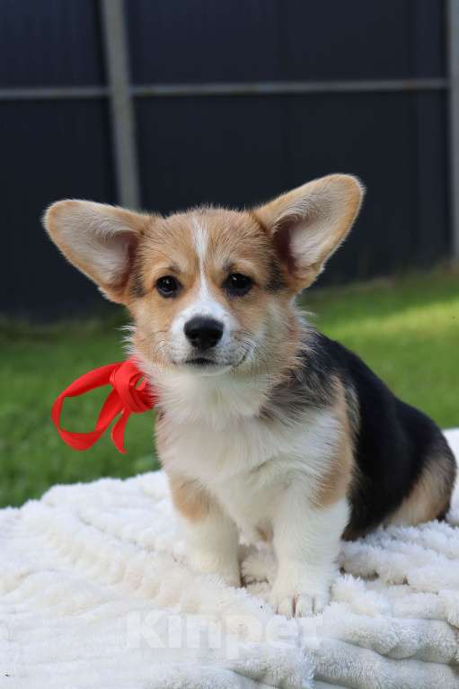 Собаки в Москве: Щенки коржики Девочка, 65 000 руб. - фото 3