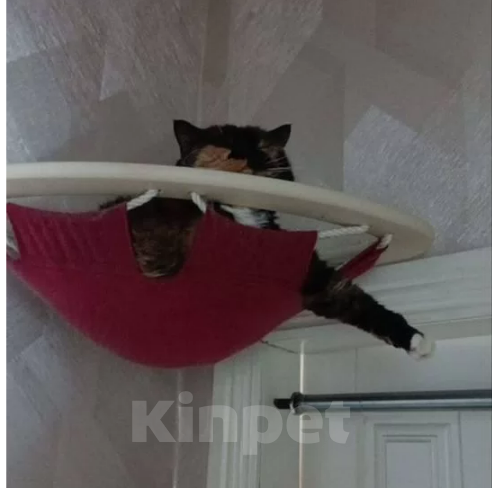 Кошки в Москве: Британская короткошёрстная, взрослая кошка Девочка, Бесплатно - фото 4