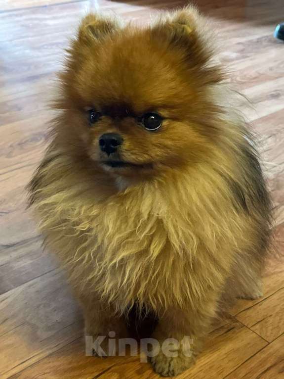 Собаки в Нижневартовске: Потерялась собака  Мальчик, Бесплатно - фото 2