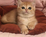 Кошки в Касимове: Британские котята., 50 000 руб. - фото 3