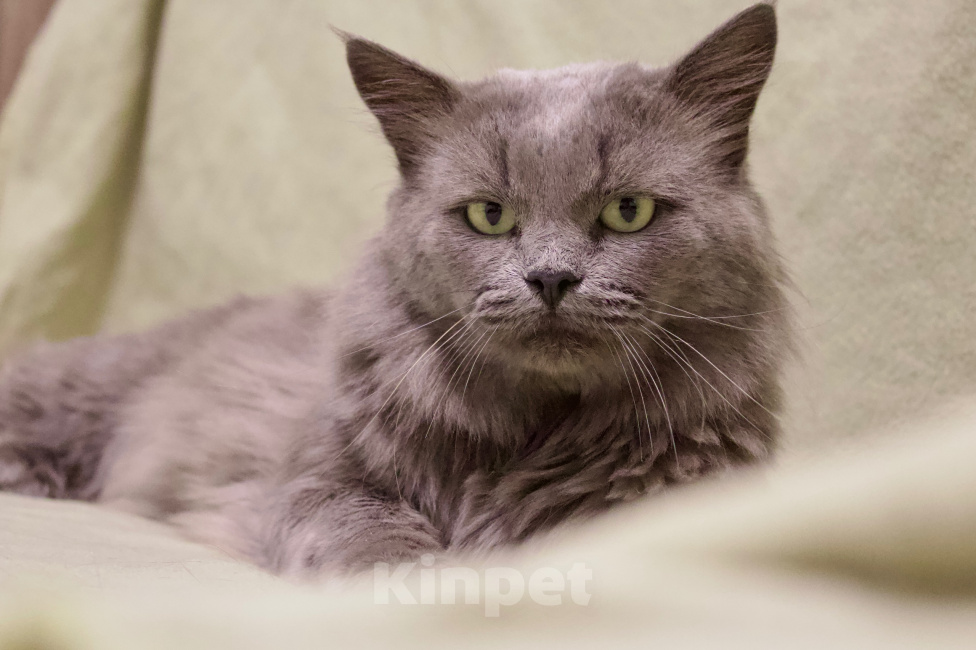 Кошки в Москве: Кот в добрые руки Мальчик, Бесплатно - фото 4