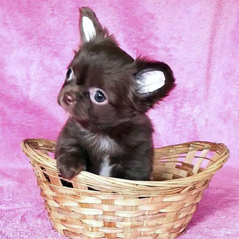Собаки в Зеленограде: Чихуахуа шоколадка Девочка, 55 000 руб. - фото 2