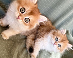 Кошки в Москве: Котики , котята  Мальчик, 30 000 руб. - фото 5