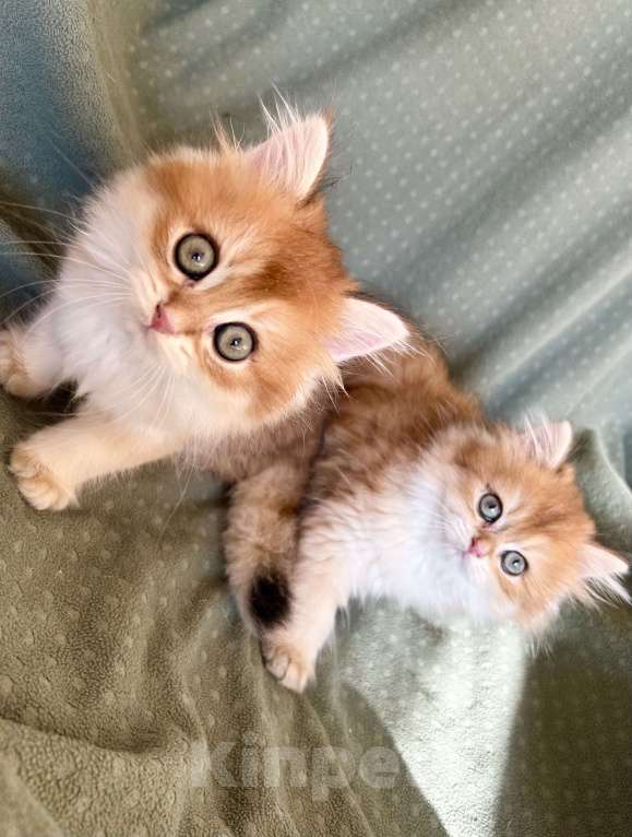 Кошки в Москве: Котики , котята  Мальчик, 30 000 руб. - фото 5