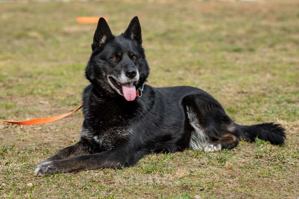 Собаки в Москве: Кама Девочка, Бесплатно - фото 23