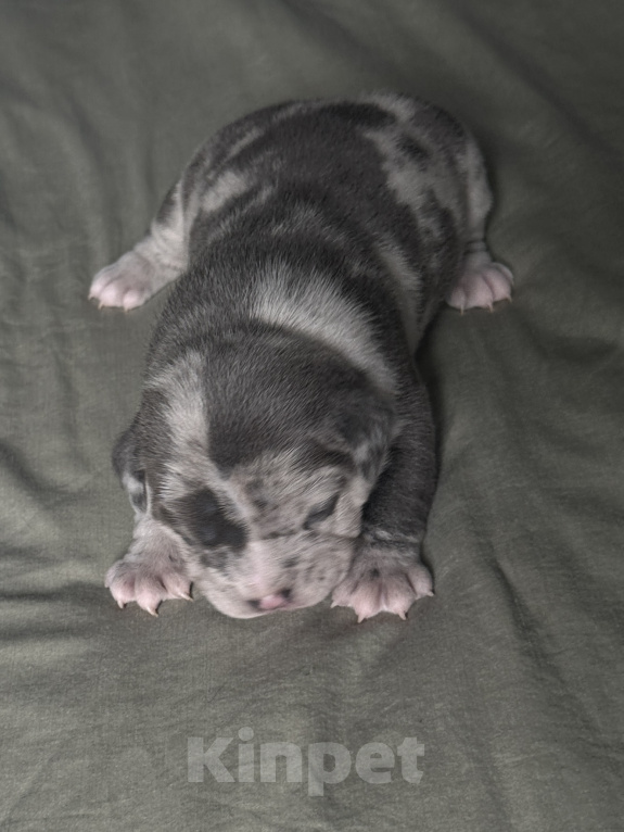 Собаки в Лыткарино: Девочка,3 недели,Американский булли Девочка, 180 000 руб. - фото 5