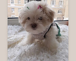 Собаки в Санкт-Петербурге: Продажа щенков Мальтезе Девочка, 65 000 руб. - фото 3