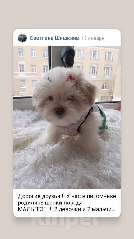 Собаки в Санкт-Петербурге: Продажа щенков Мальтезе Девочка, 65 000 руб. - фото 3