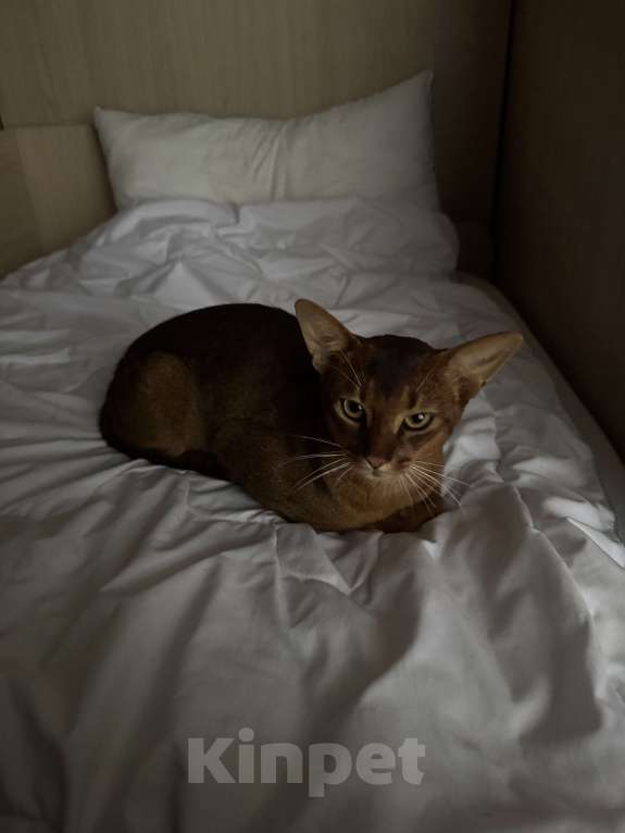 Кошки в других городах Московской области: ❗️❗️❗️Пропал абиссинец❗️❗️❗️ Мальчик, 5 000 руб. - фото 2