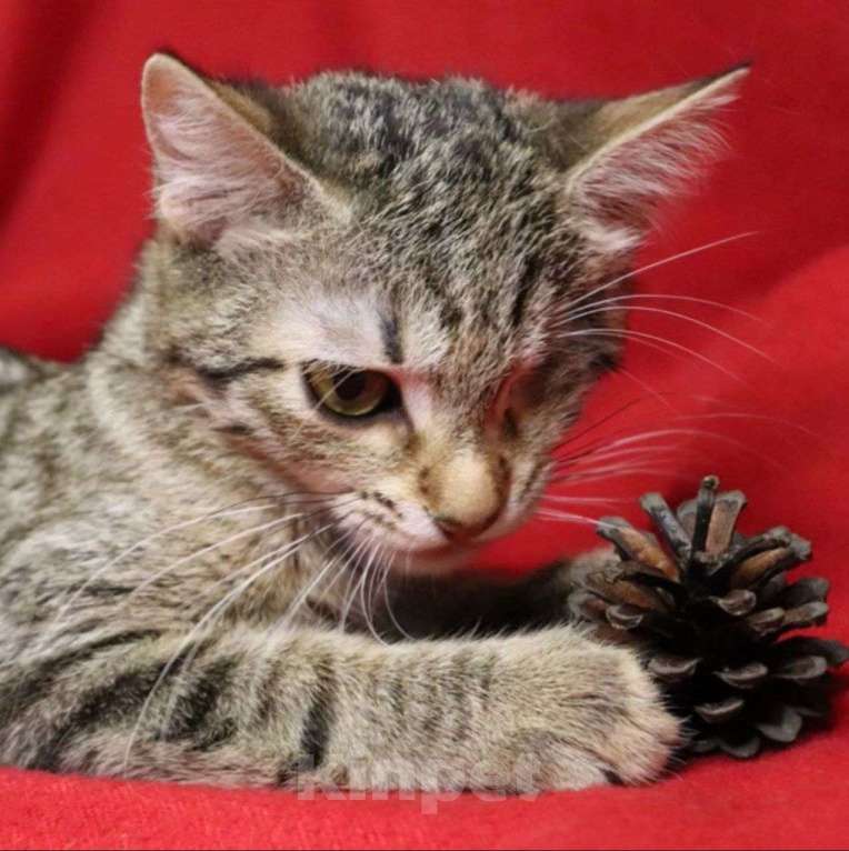 Кошки в Москве: Сейран вернули хозяева Девочка, Бесплатно - фото 2