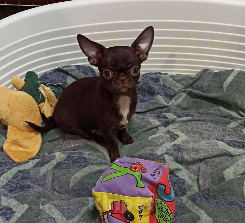 Собаки в Москве: Щенки чихуахуа мальчики. Мальчик, 60 000 руб. - фото 2