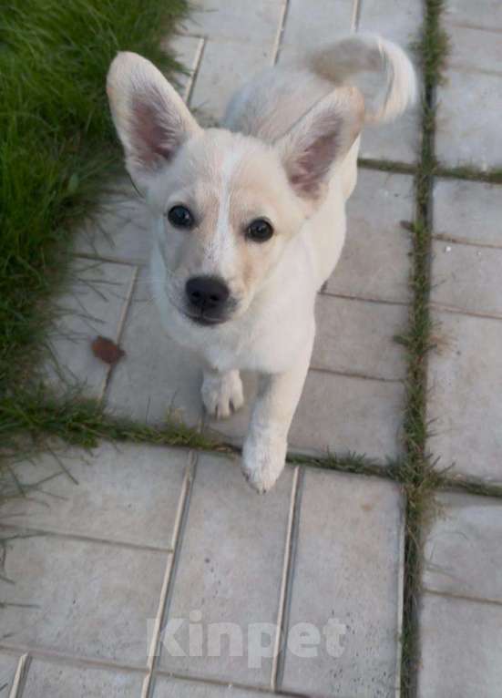 Собаки в Подольске: Коржику очень нужен дом  Мальчик, Бесплатно - фото 2