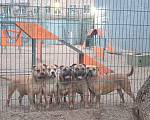 Собаки в Москве: Ка-де-Бо (Майорский мастиф) Подрощенные девочки и мальчик. Легенда Балеарских островов. Девочка, 50 000 руб. - фото 1