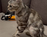 Кошки в Москве: Кошка Шани Девочка, Бесплатно - фото 3