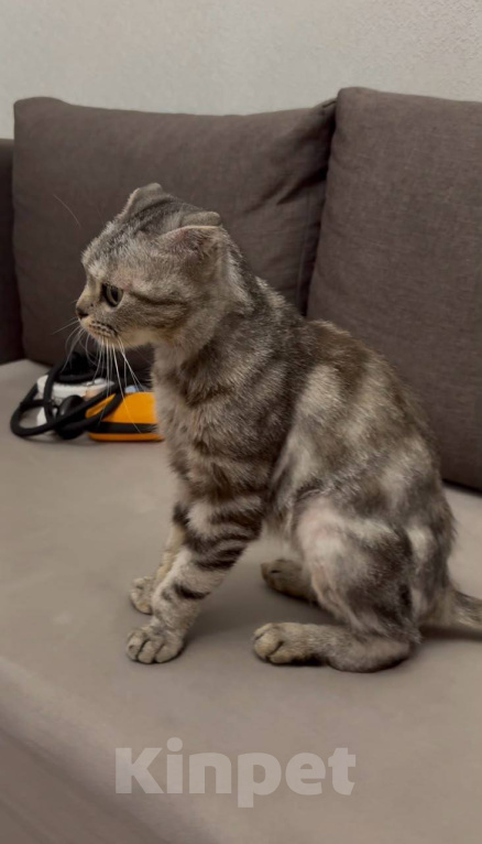 Кошки в Москве: Кошка Шани Девочка, Бесплатно - фото 3