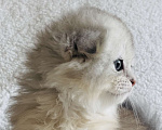 Кошки в Москве: Шотландский вислоухий котенок Мальчик, 40 000 руб. - фото 2